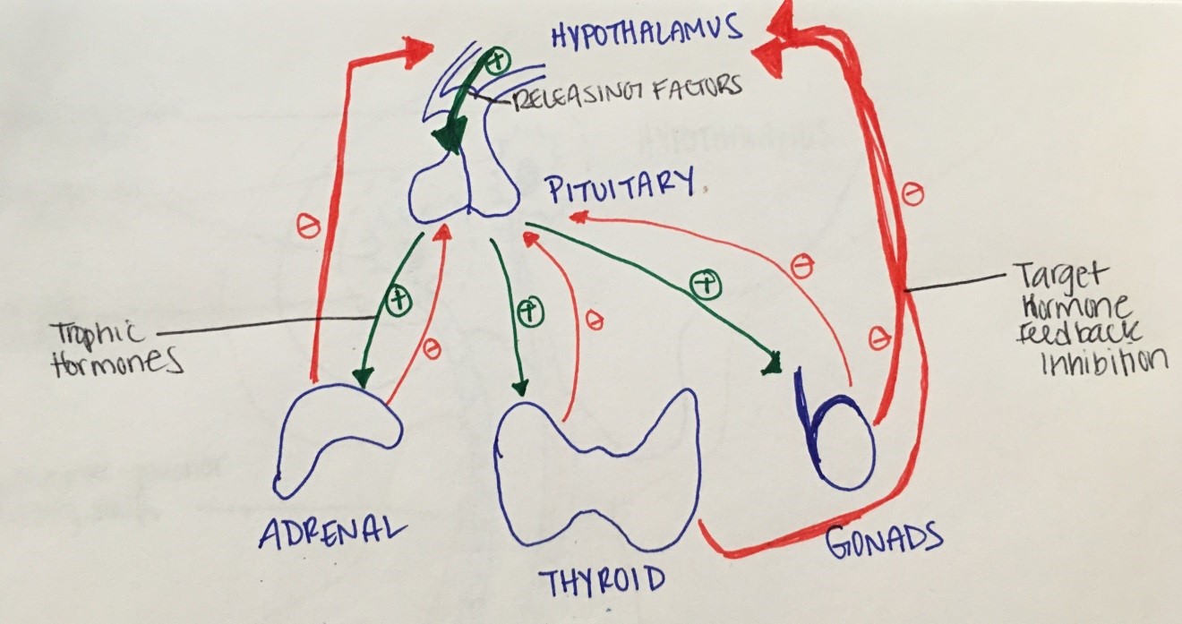 Figure 3: negative feedback inhibition